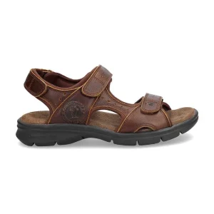 Salton Basics^Panama Jack Online